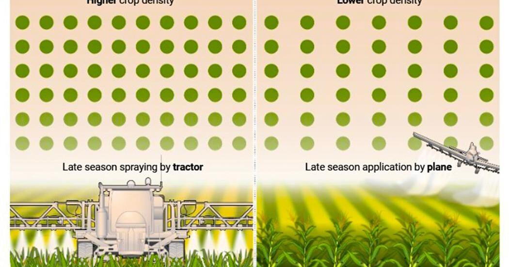 Short corn advantages