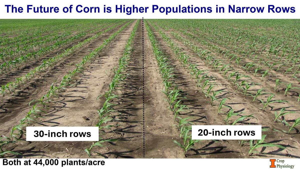 Narrow rows
