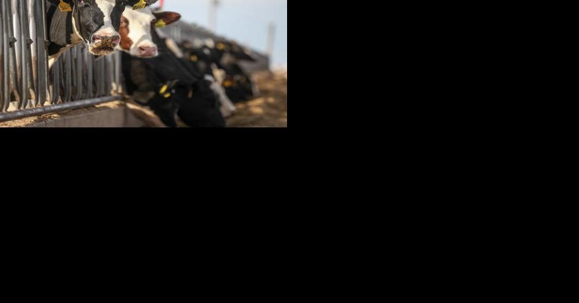 Bird flu affecting livestock spreads - Vimarsana News