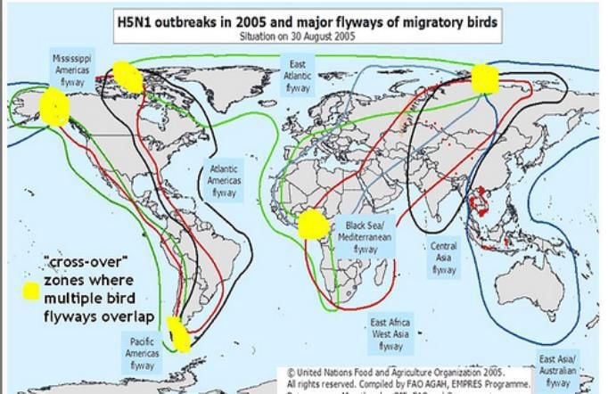 Bird Migration Map | Gadgets 2018