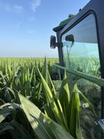 Fertility program paying off on just 35 pounds of nitrogen