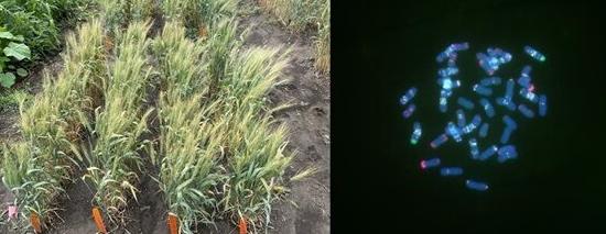 Fusarium head blight