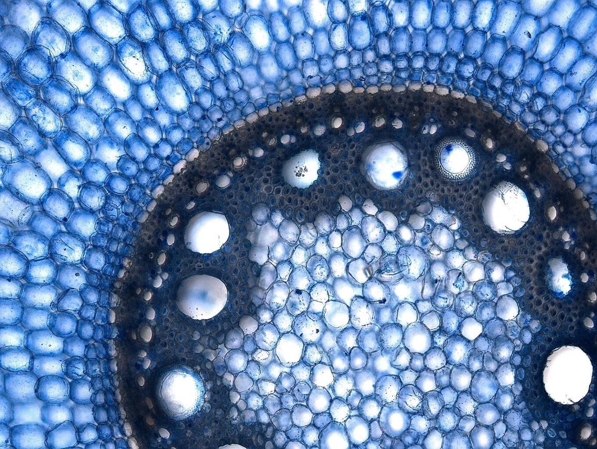 Cells inside of sorghum root