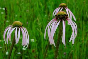 Coneflowers