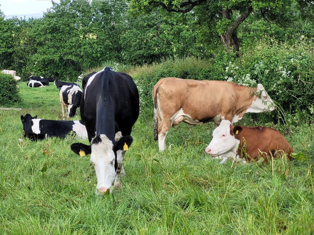 Cows in field
