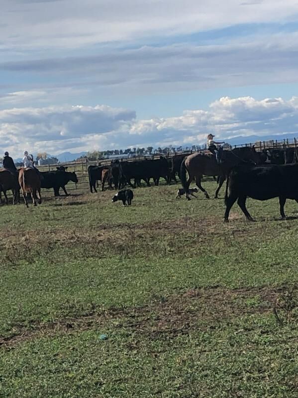 Dry, windy weather raises concerns on Brunner ranch