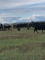 Dry, windy weather raises concerns on Brunner ranch