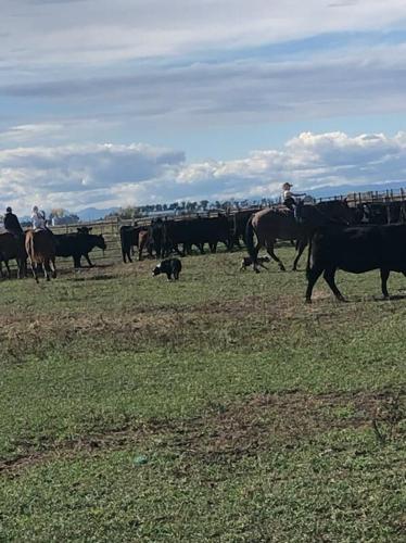 Dry, windy weather raises concerns on Brunner ranch