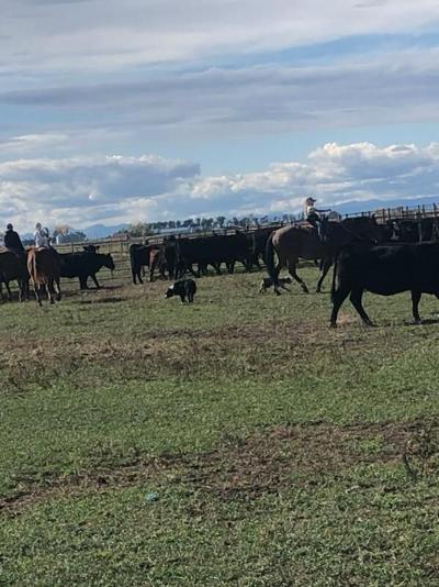 Dry, windy weather raises concerns on Brunner ranch