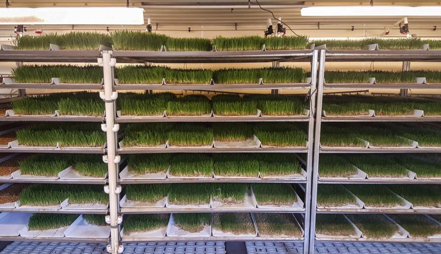 Fodder grown indoors