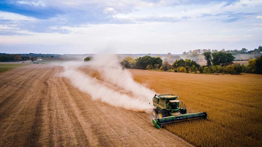 Dusty Bean Harvest
