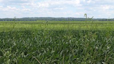 Herbicide-Issues-Weeds