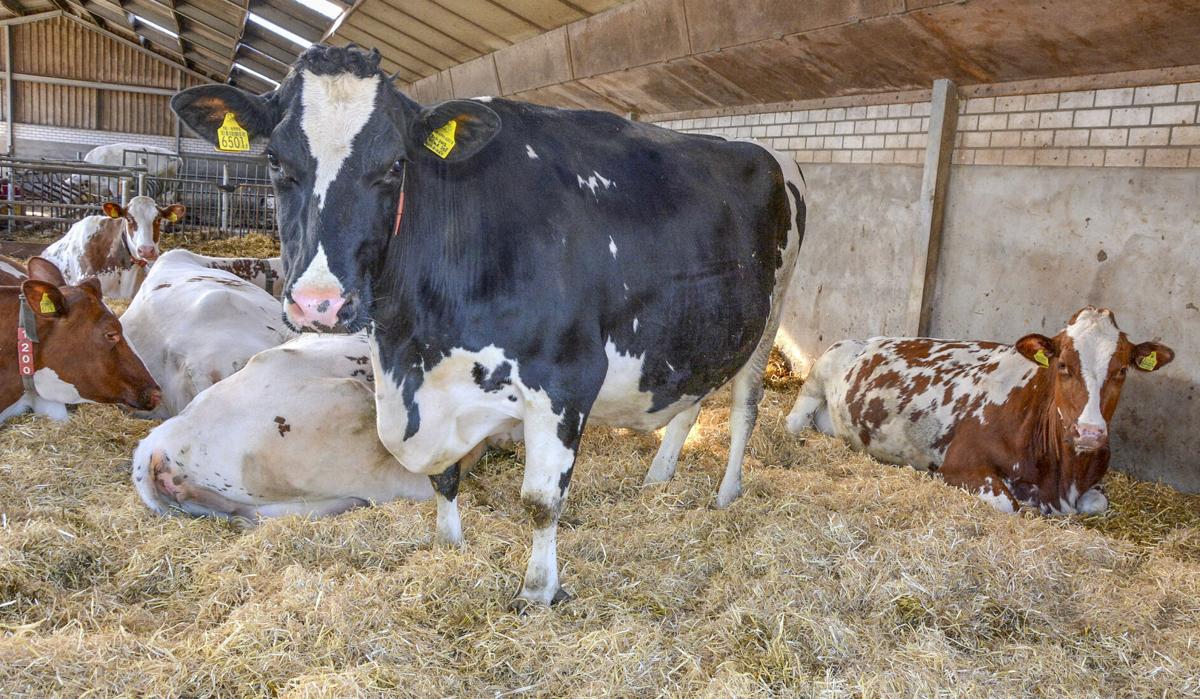 Dairy cattle in barn