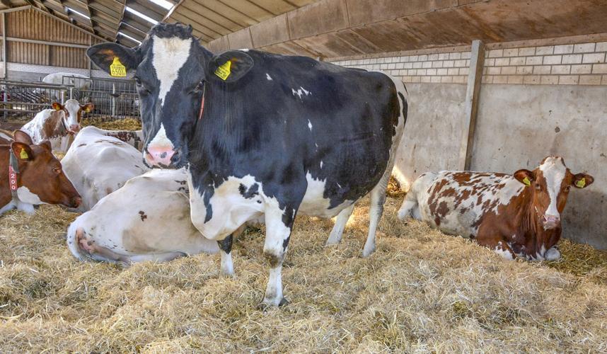 Dairy cattle in barn