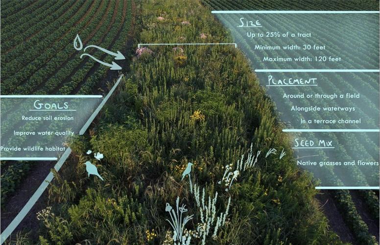 Prairie strips benefits