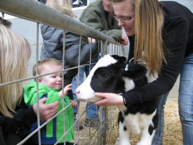 Boy Meets Calf