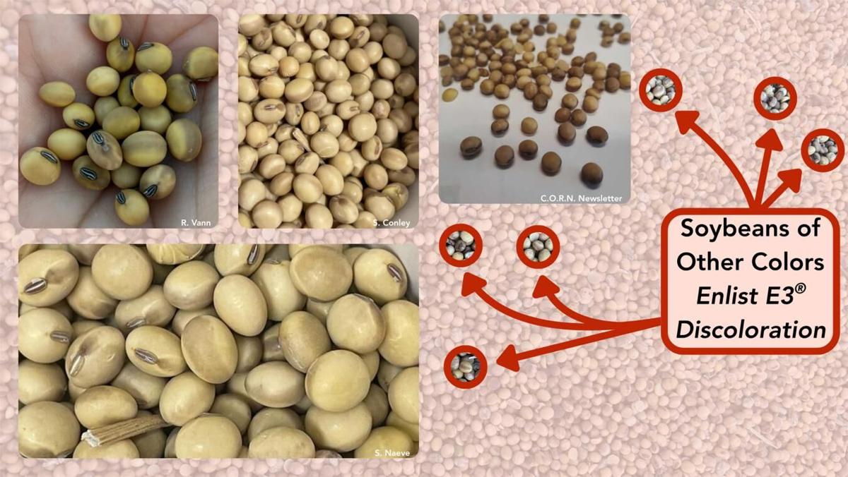 Soybeans of other colors