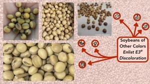 Soybeans of other colors