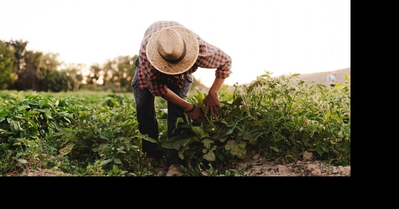 Seed inspectors with Montana Department of Ag help maintain industry quality