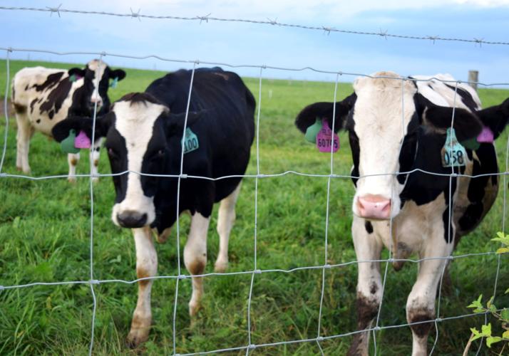 Holstein steers on pasture at Arlington research station