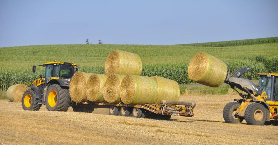 Rye straw bales