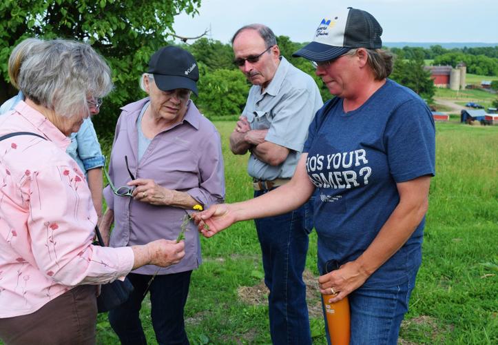 Kirsten Jurcek shows birdsfoot trefoil plant