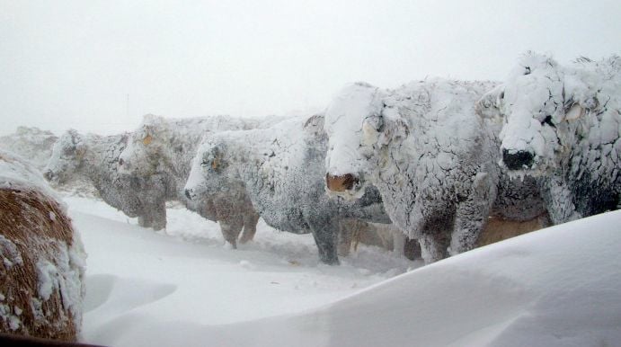 Agency helps with blizzard recovery | Livestock | agupdate.com