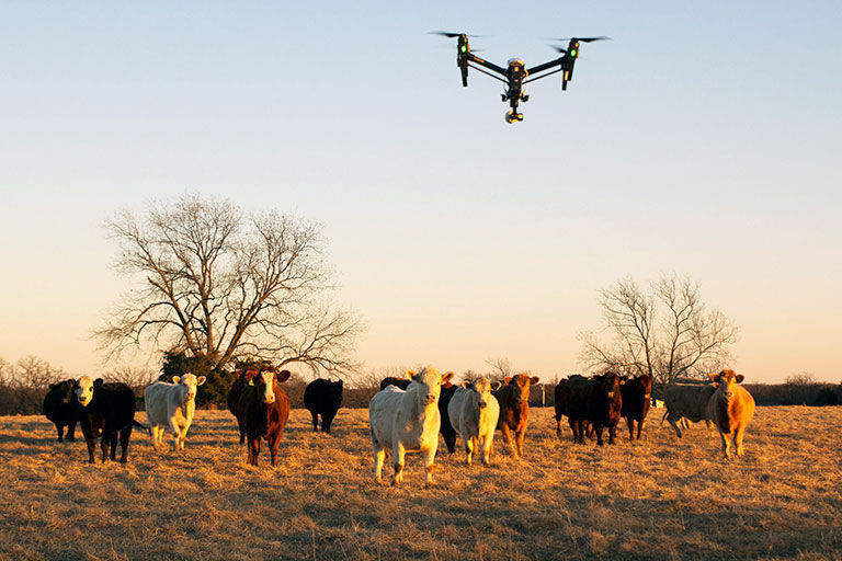 Drone livestock deals monitoring