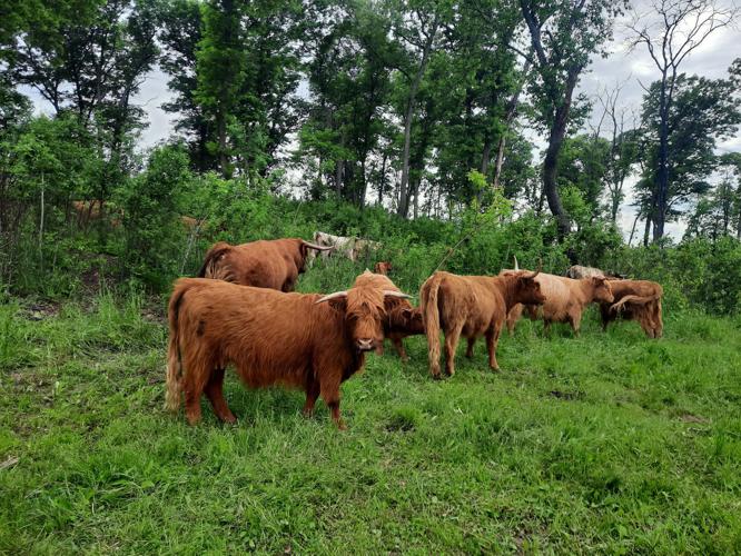 Scottish Highland cattle