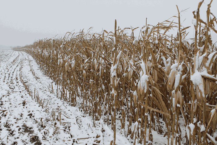 snow on corn field