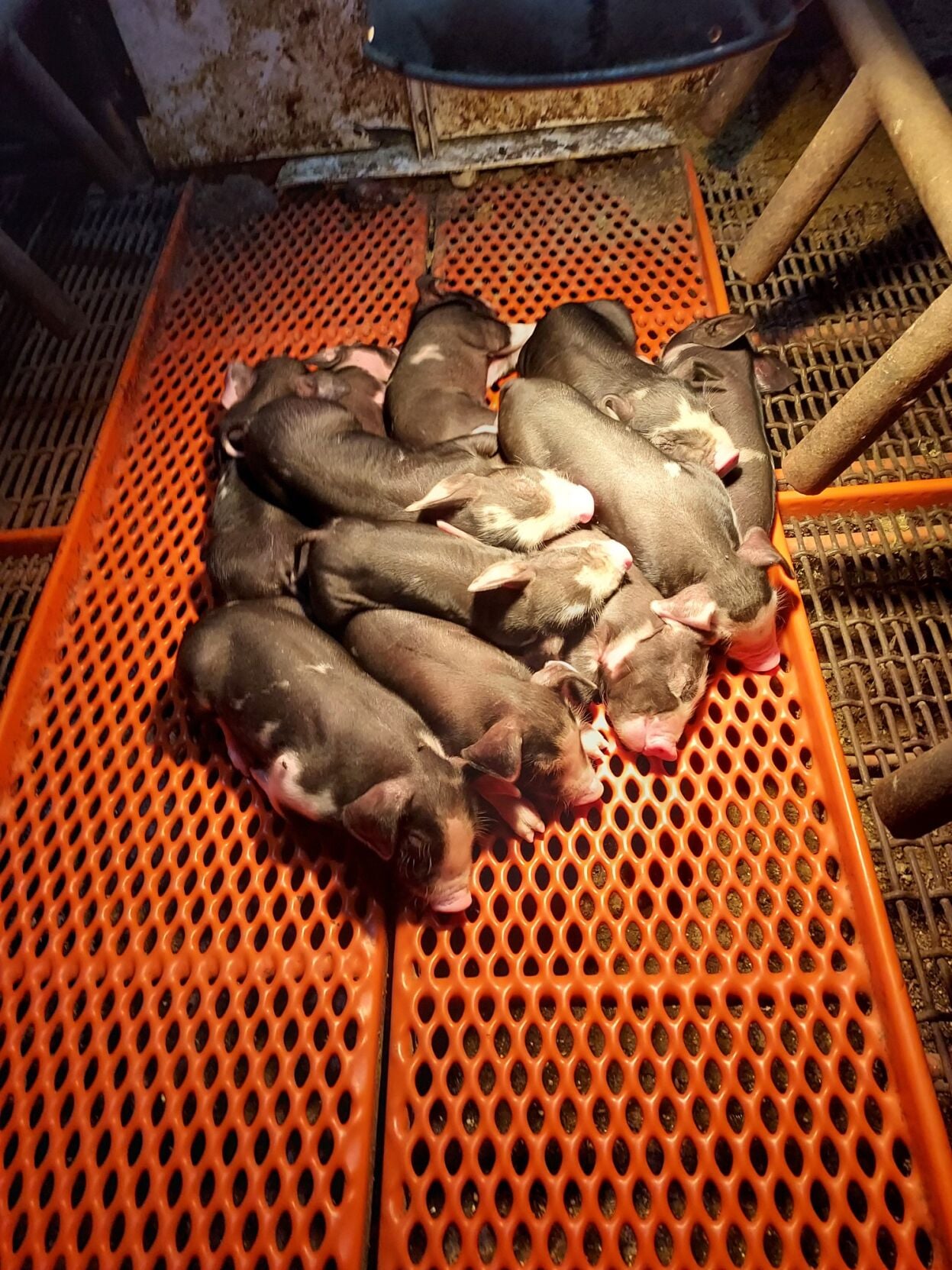 Poland China hogs (2).jpeg