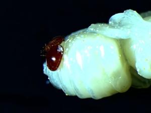 Magnified image varroa mite