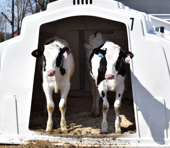 Calves in super hutch