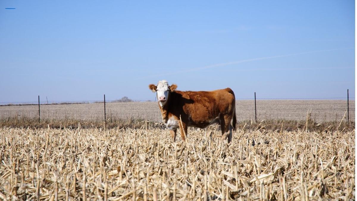 Corn stalk, forage alternatives can cause cattle health issues