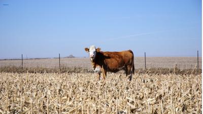 Corn stalk, forage alternatives can cause cattle health issues