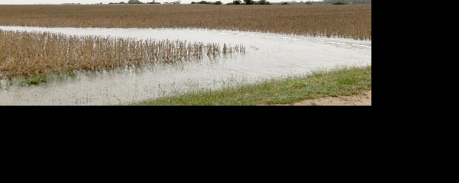 Standing water in field