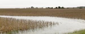 Standing water in field