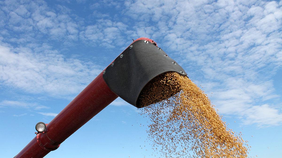 Soybean from auger