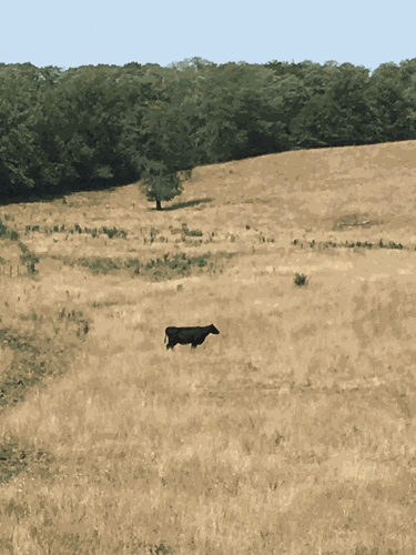 prussic acid photo 1