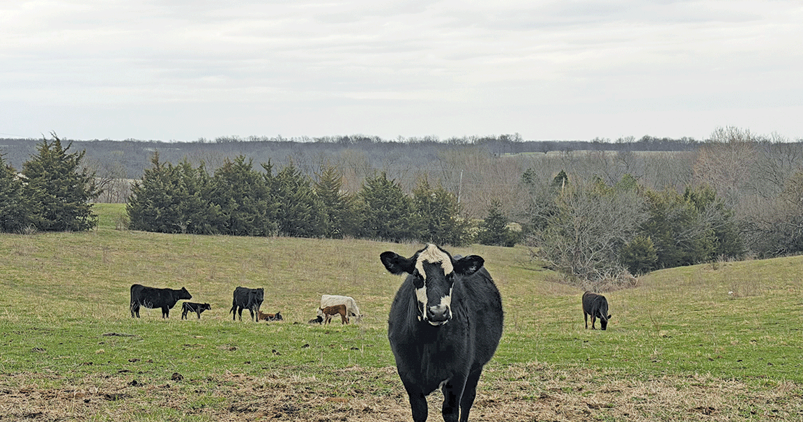 Daviess-County-MO-cattle-4.gif