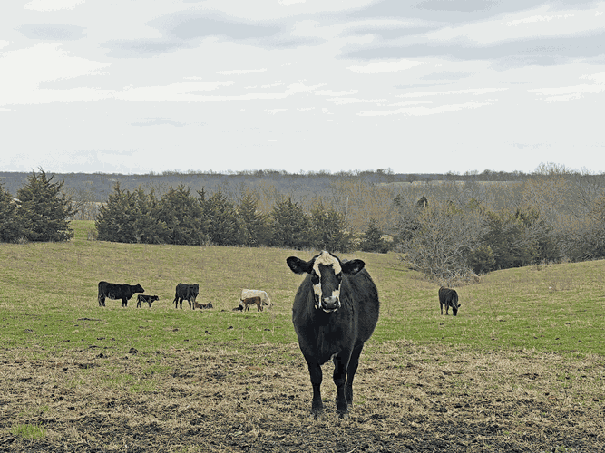 Daviess-County-MO-cattle-4.gif