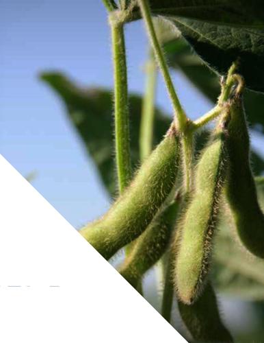 Soybeans