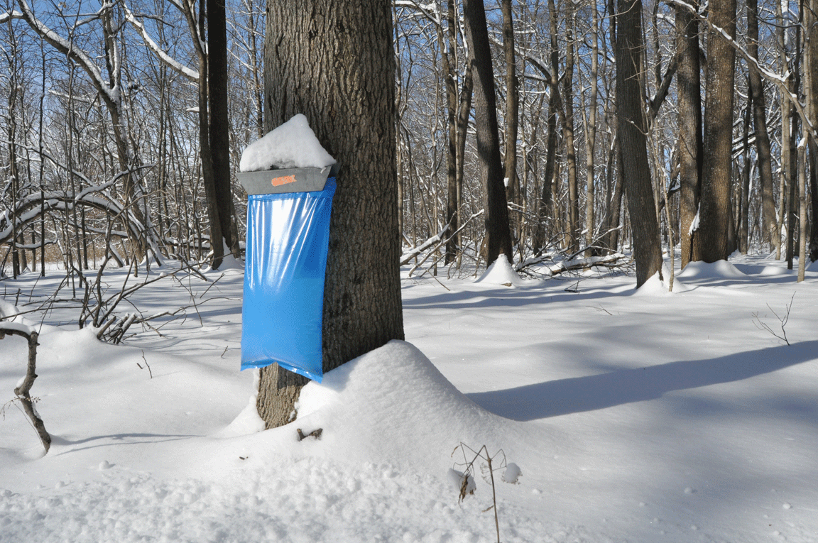 tap on a sugar maple