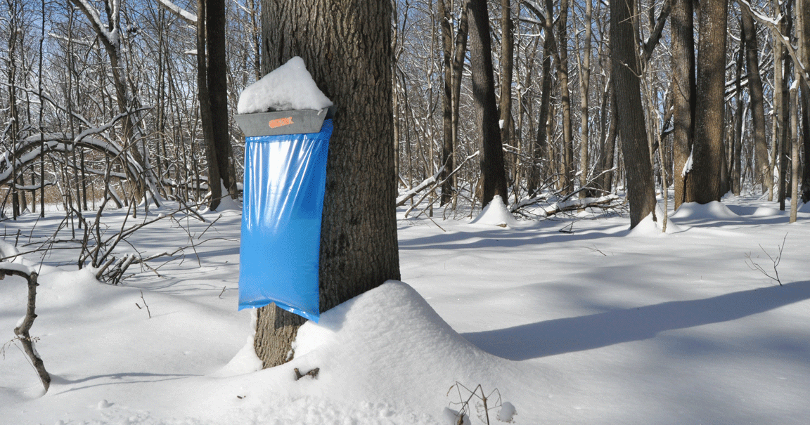 Maple syrup production guided by nature