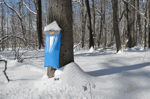 tap on a sugar maple