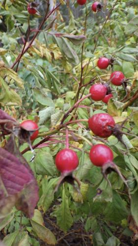 Rose hips