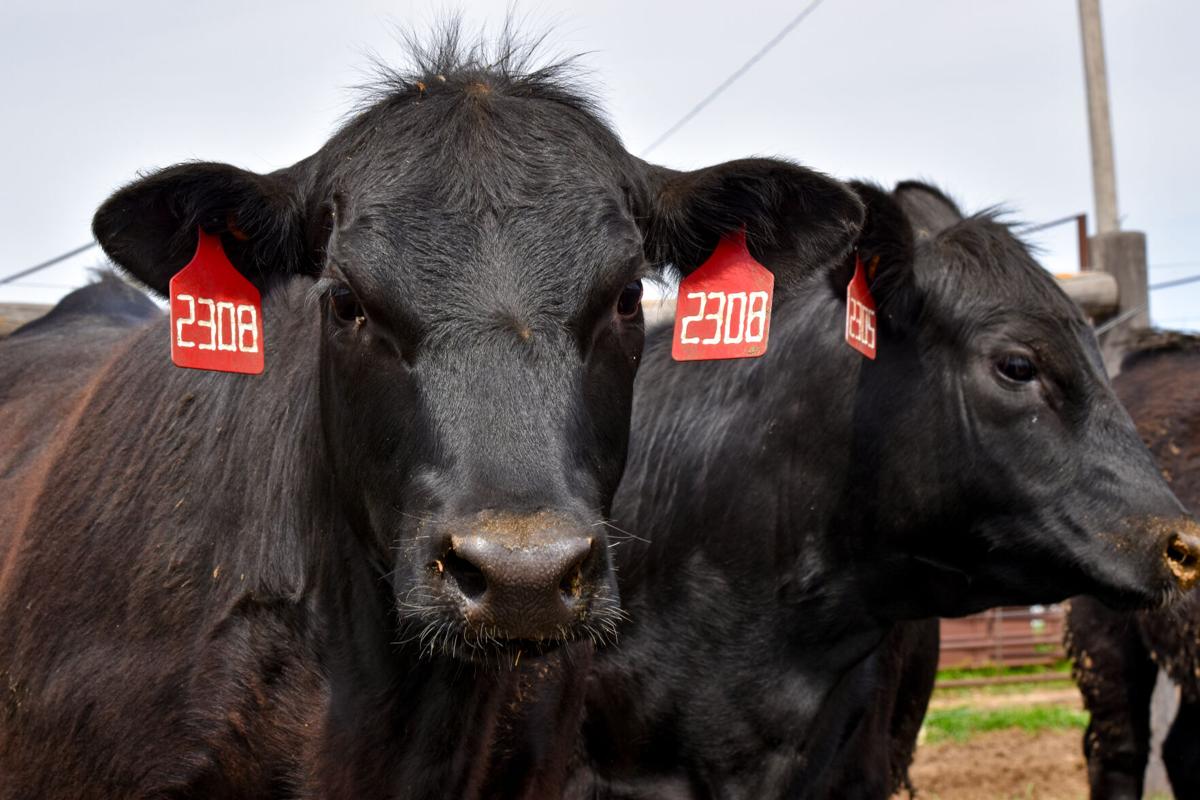 Heifer development 1.jpg