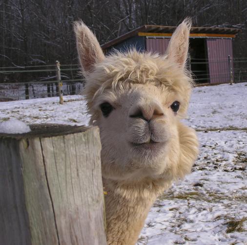 Alpaca closeup