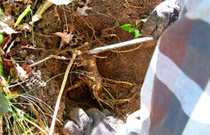Ginseng root
