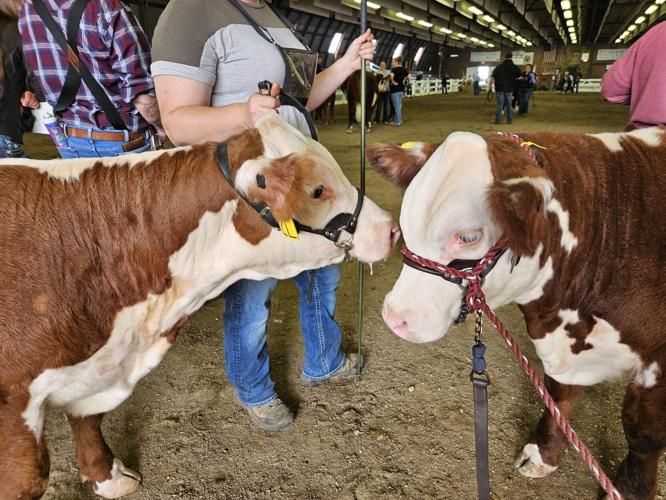CCF Cows 2.jpg